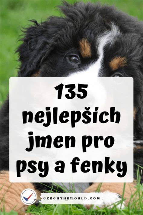 Infografika: Rozdelenie mien na dve skupiny (fenky a psy) a tipy na ich výber