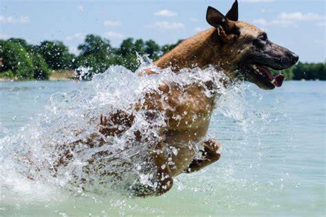 Malinois pri práci - športový výcvik