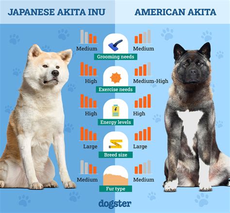 Infografika: Vývoj plemena Akita Inu od Matagi po súčasné línii