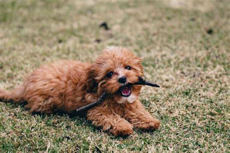 cavapoo - kríženec pudla a cavaliera