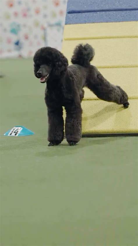 pudel pri výcviku agility