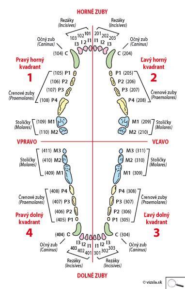 Infografika procesu prezubovania psa: mliečne zuby vs. trvalé zuby