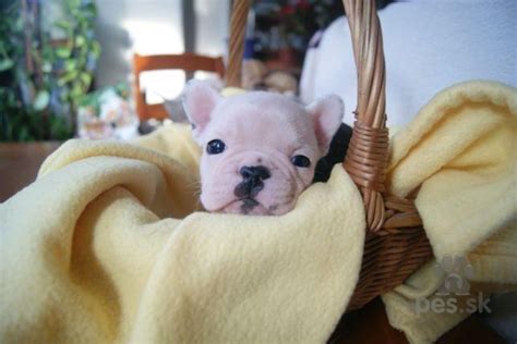 zdravé šteniatka s matkou