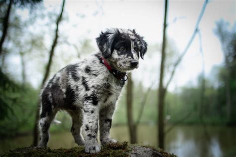 Šteňa veľkého čierneho plemena