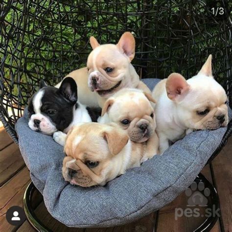 Ilustrácia porovnávajúca francúzskeho buldočka a Jack Russell teriéra