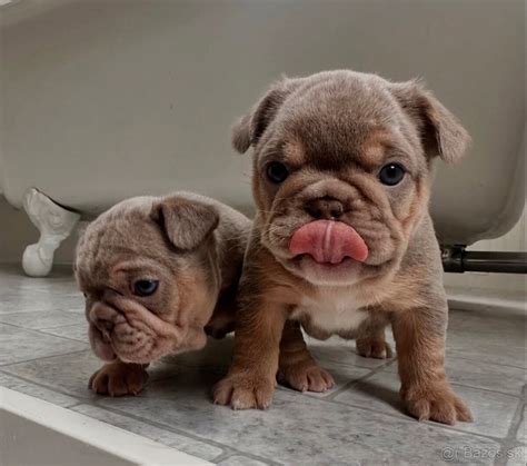 Infografika porovnávajúca potreby aktivity francúzskeho buldočka a Jack Russell teriéra